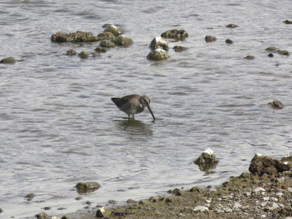 Long-billed Dowitcher - ML646260179