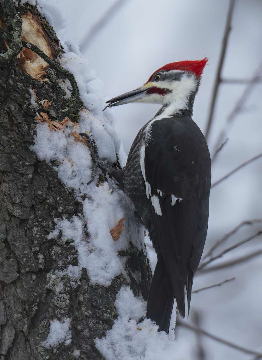 Pileated Woodpecker - ML646260180