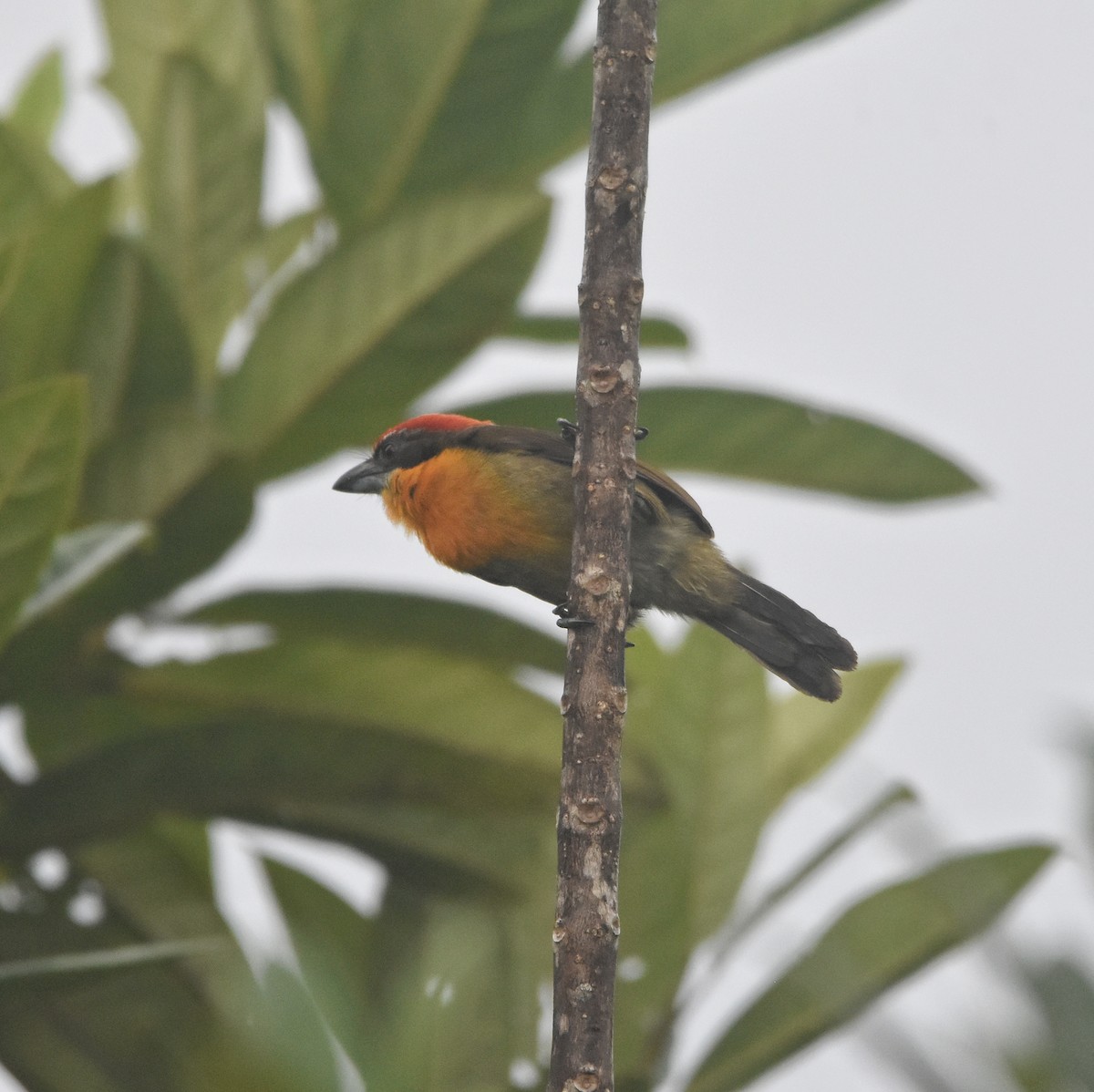 Scarlet-crowned Barbet - ML646260182