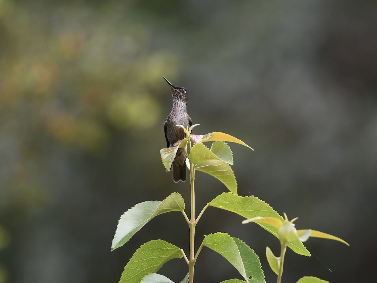 Green-backed Firecrown - ML646260183