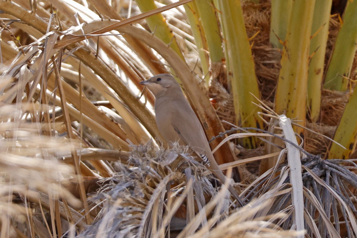 Hypocolius - ML646260186