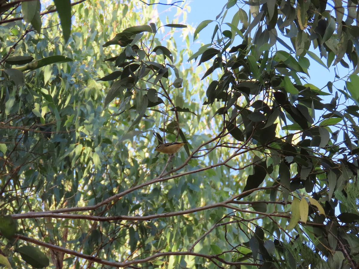 Spotted Pardalote (Spotted) - ML646260194