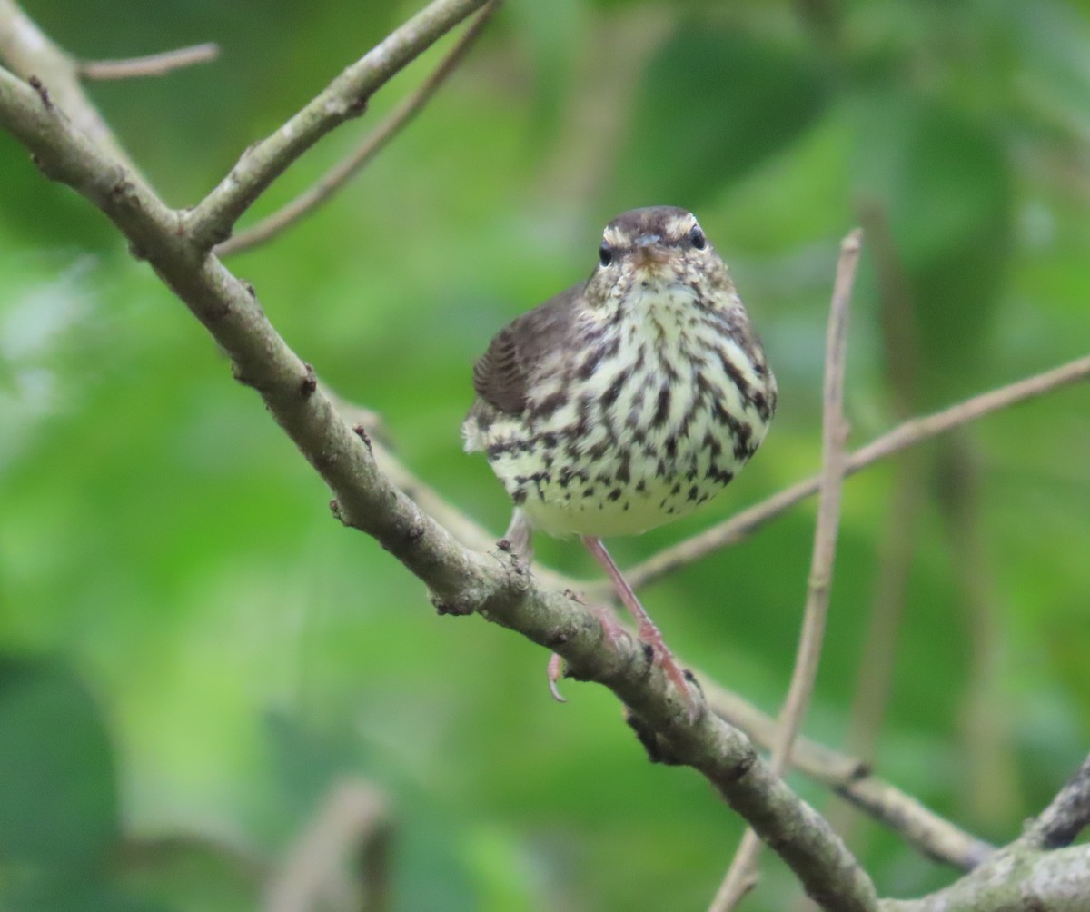 Northern Waterthrush - ML646260195