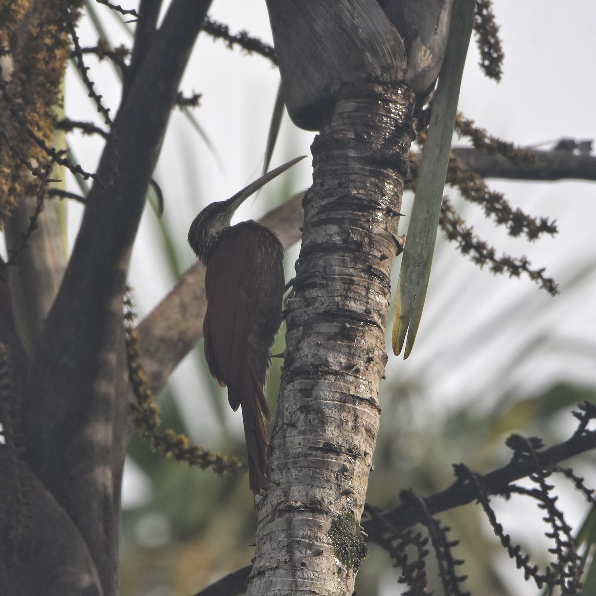 Long-billed Woodcreeper - ML646260197