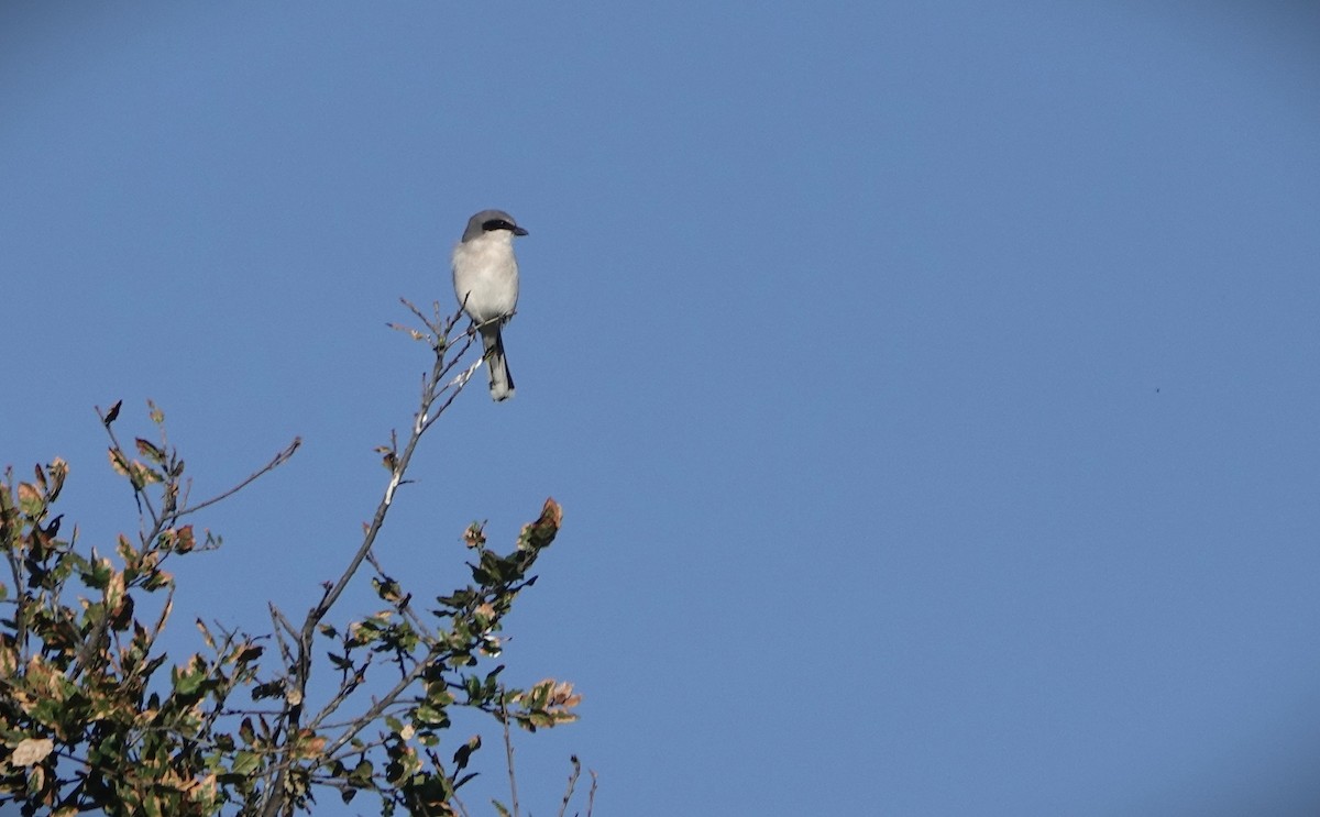 Loggerhead Shrike - ML646260204