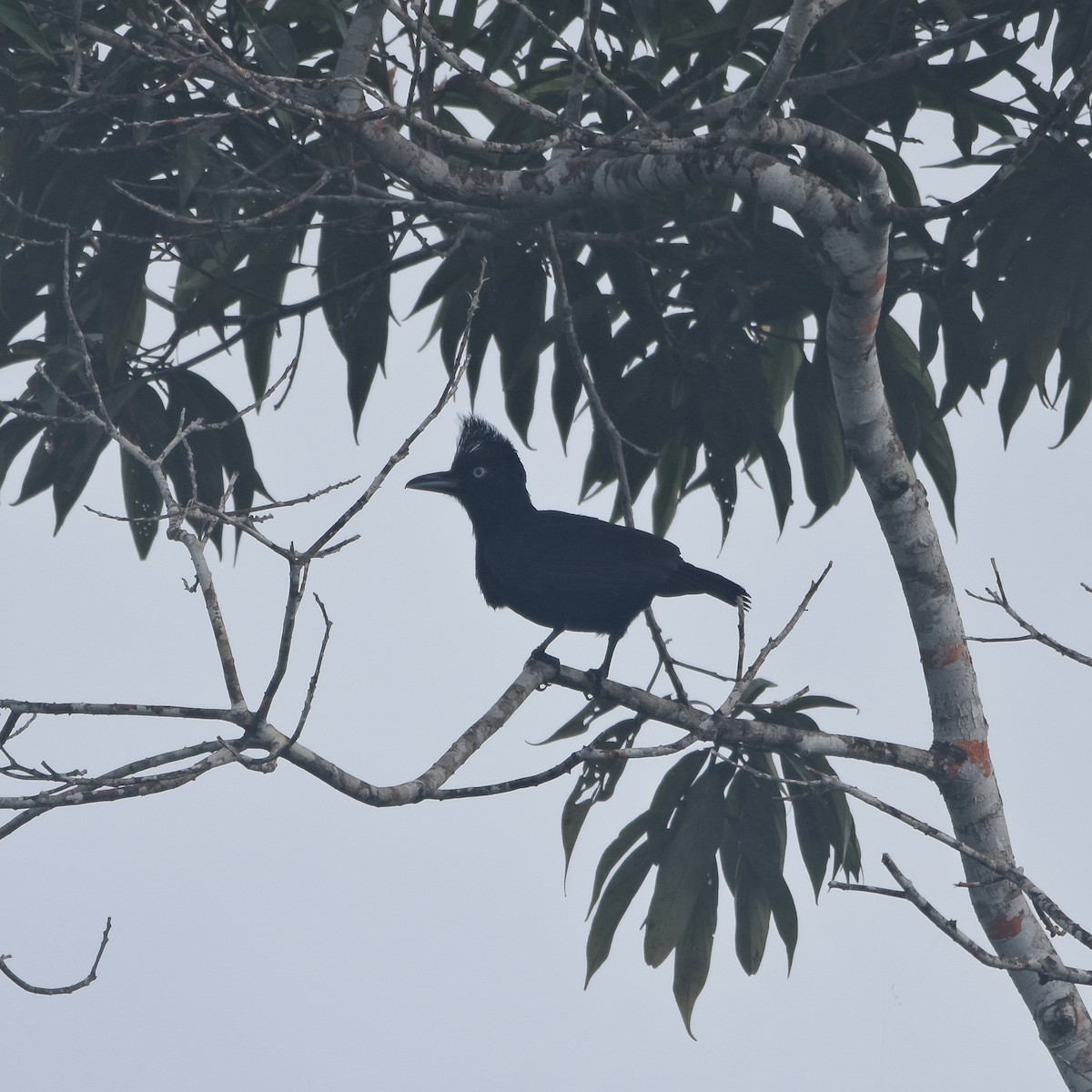 Amazonian Umbrellabird - ML646260205