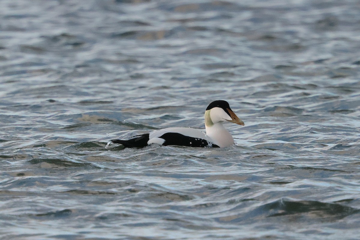 Common Eider - ML646260216