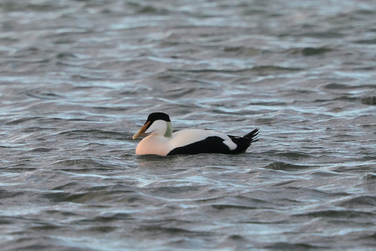 Common Eider - ML646260217