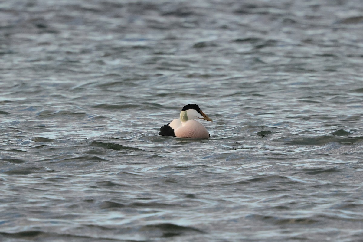 Common Eider - ML646260218