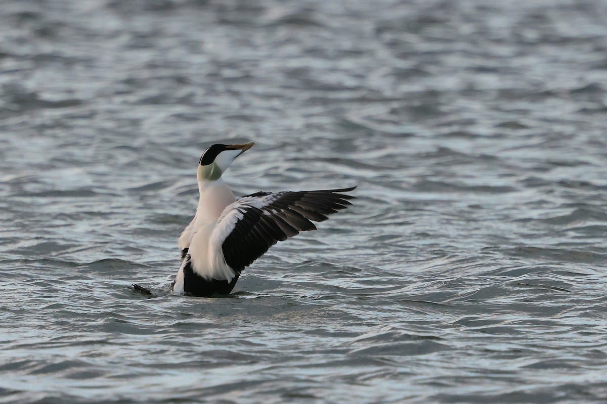 Common Eider - ML646260219