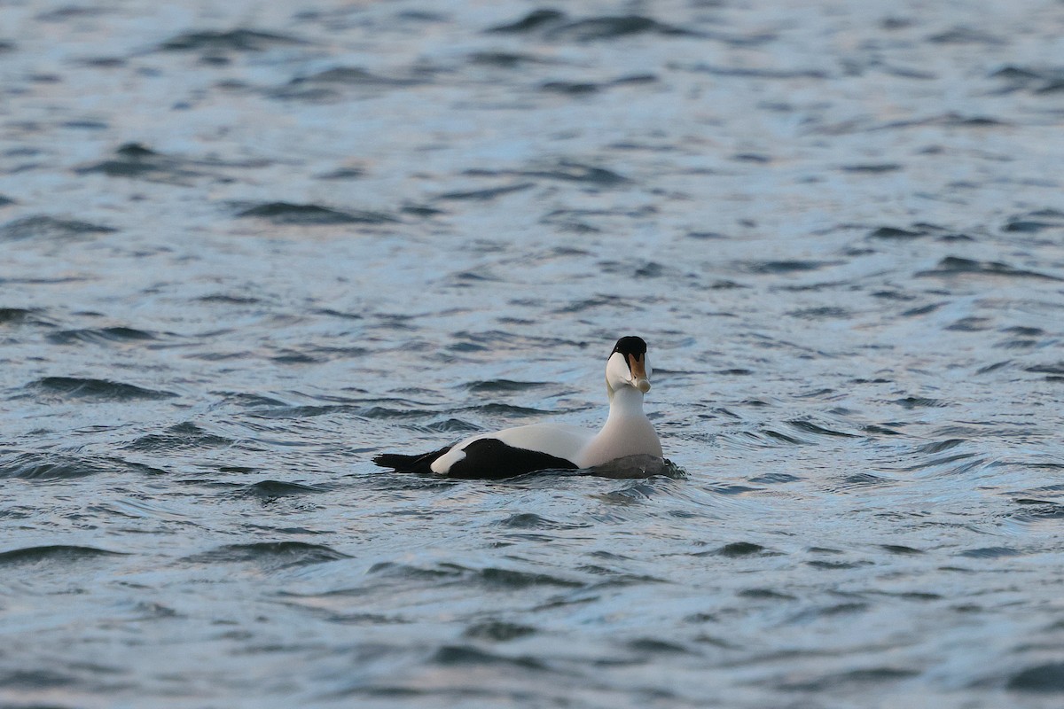 Common Eider - ML646260220