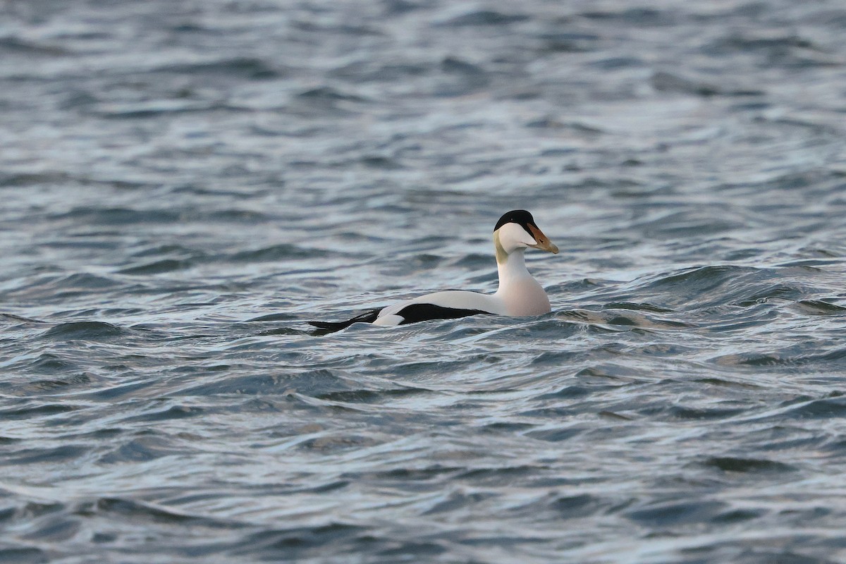 Common Eider - ML646260221