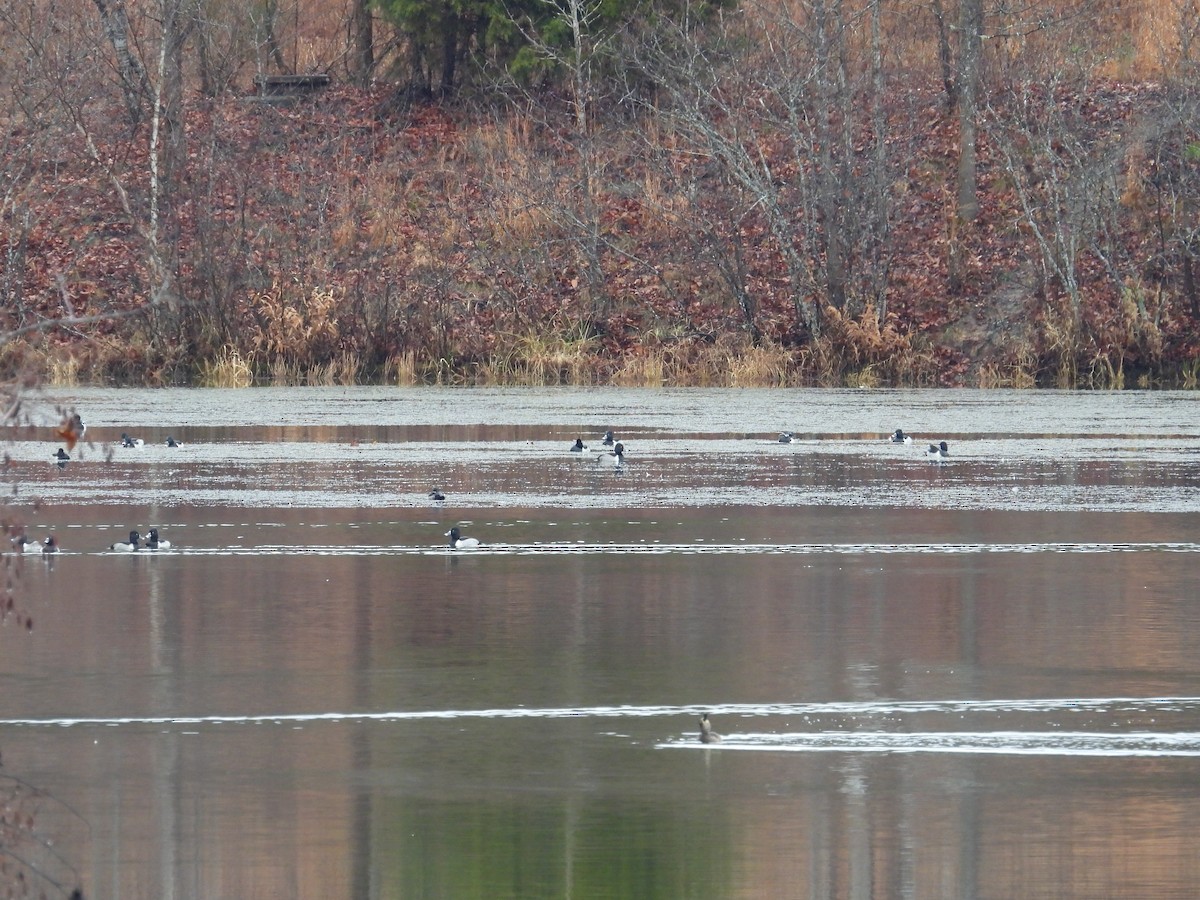 Ring-necked Duck - ML646260222
