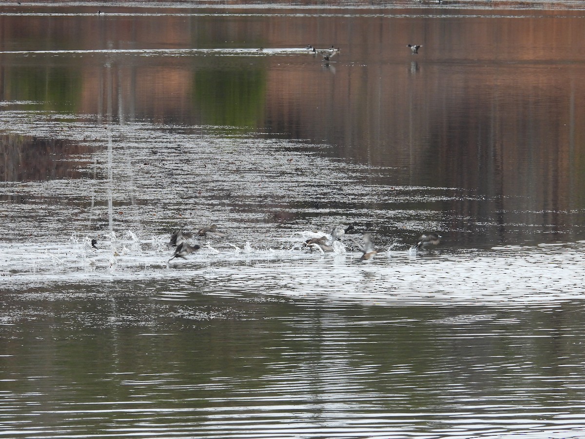 Ring-necked Duck - ML646260224