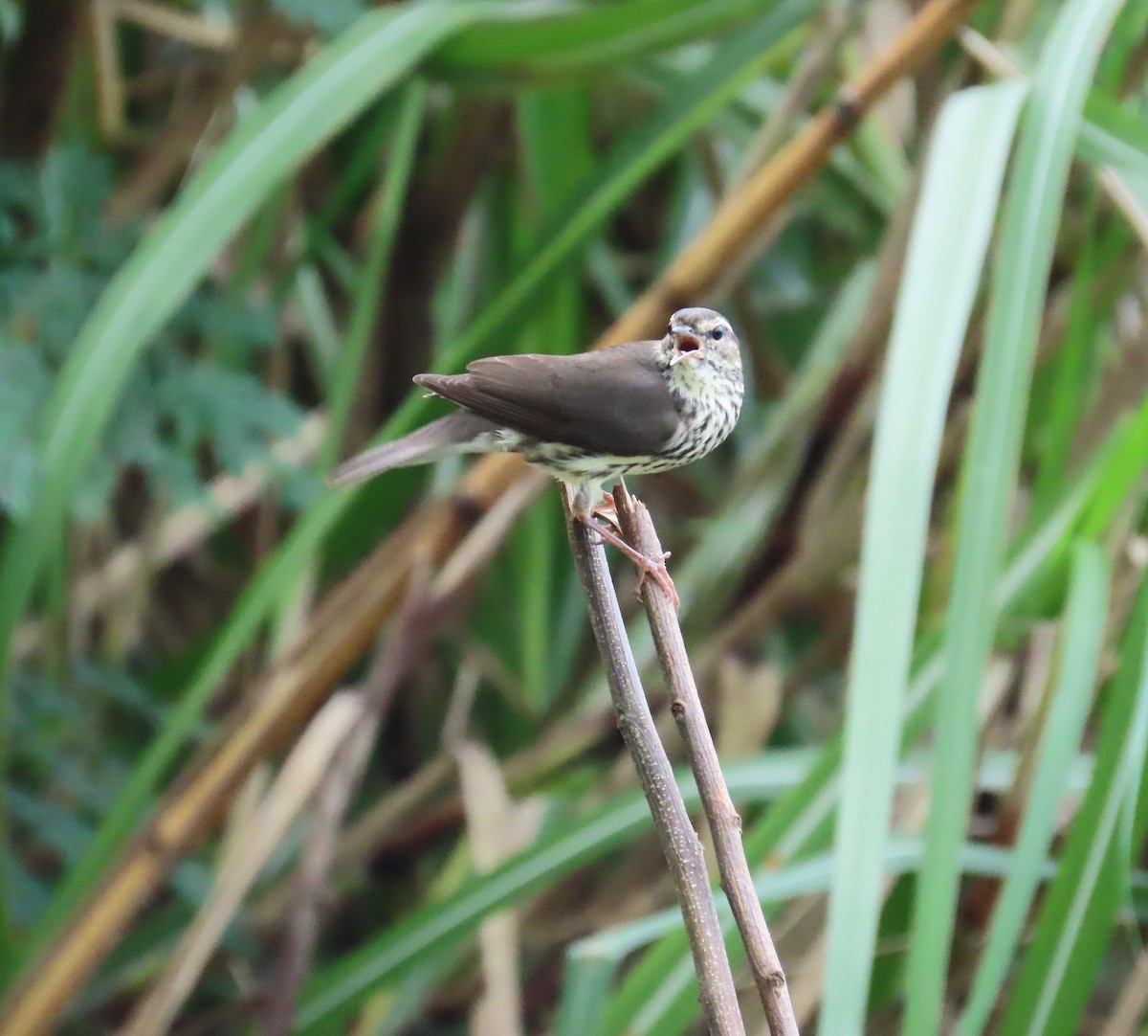 Northern Waterthrush - ML646260225