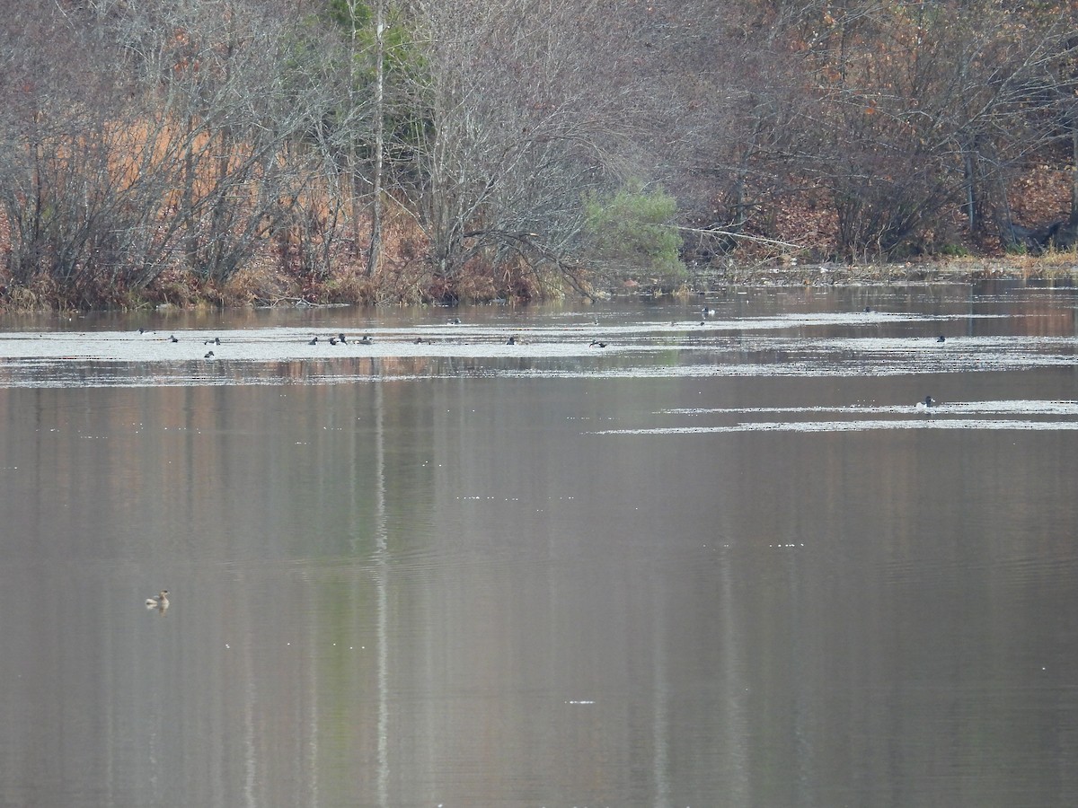 Ring-necked Duck - ML646260226