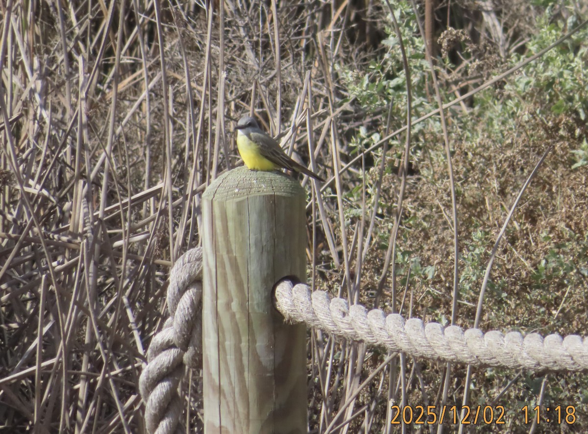 Tropical Kingbird - ML646260227