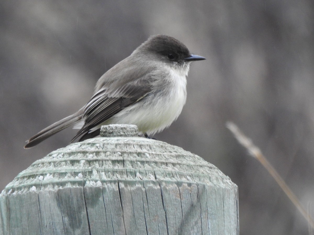 Eastern Phoebe - ML646260237
