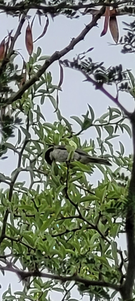 Black-capped Warbling Finch - ML646260240