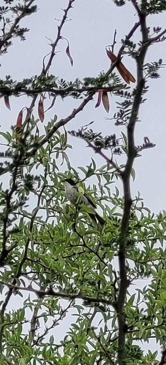 Black-capped Warbling Finch - ML646260241