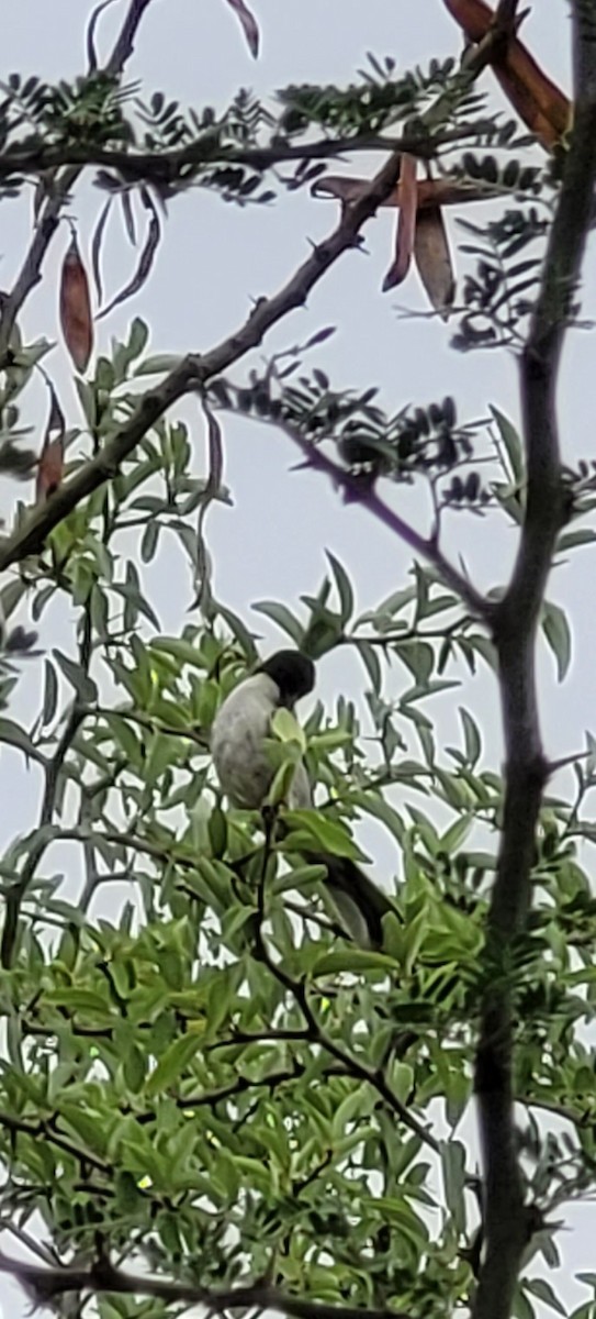 Black-capped Warbling Finch - ML646260242