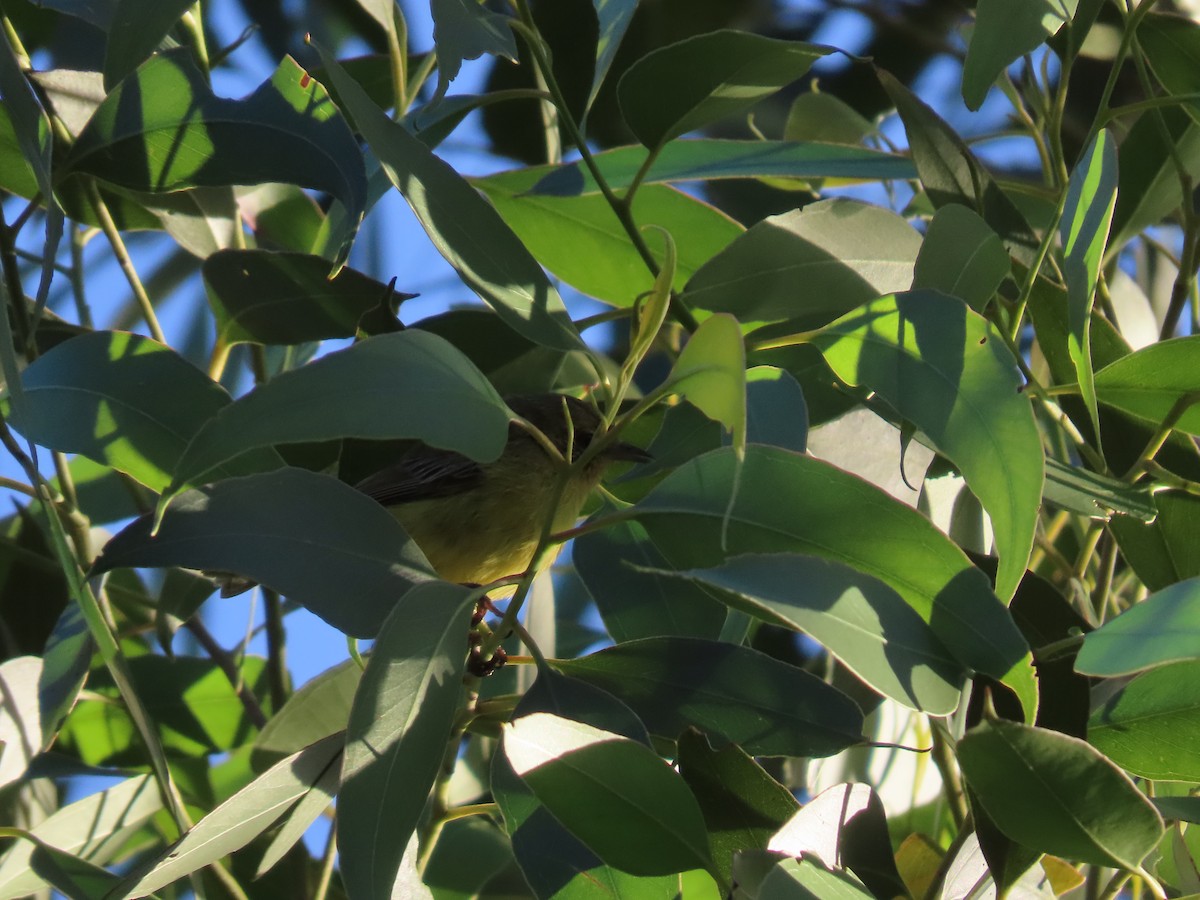 Yellow Thornbill - ML646260252