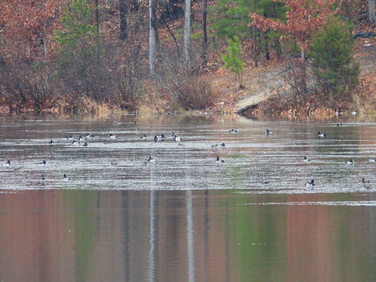 Ring-necked Duck - ML646260255