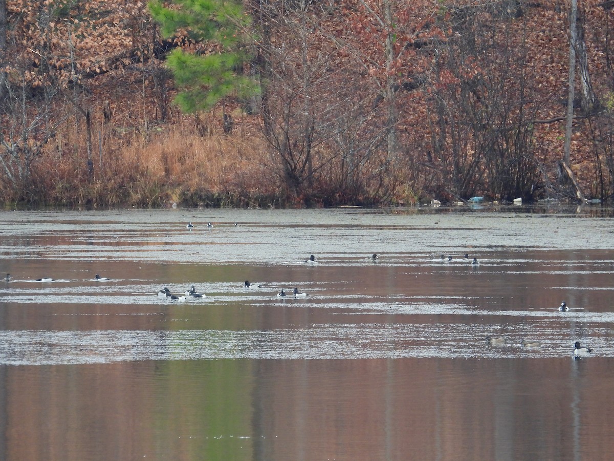 Ring-necked Duck - ML646260257