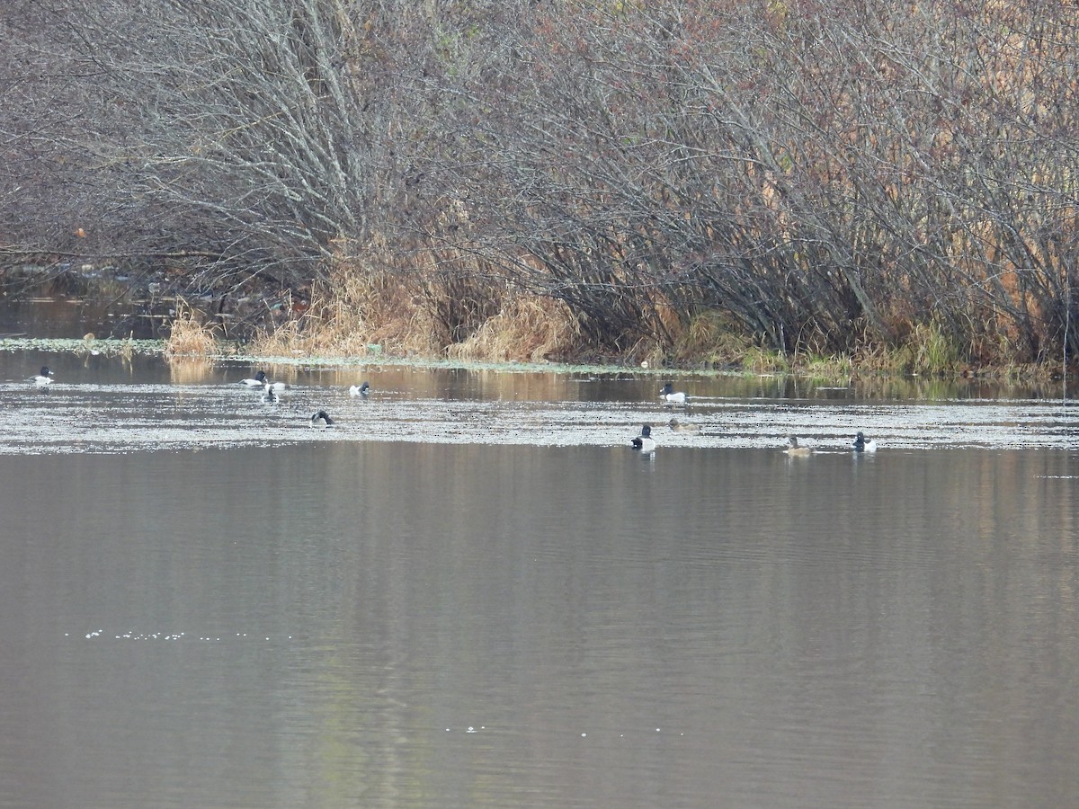 Ring-necked Duck - ML646260258