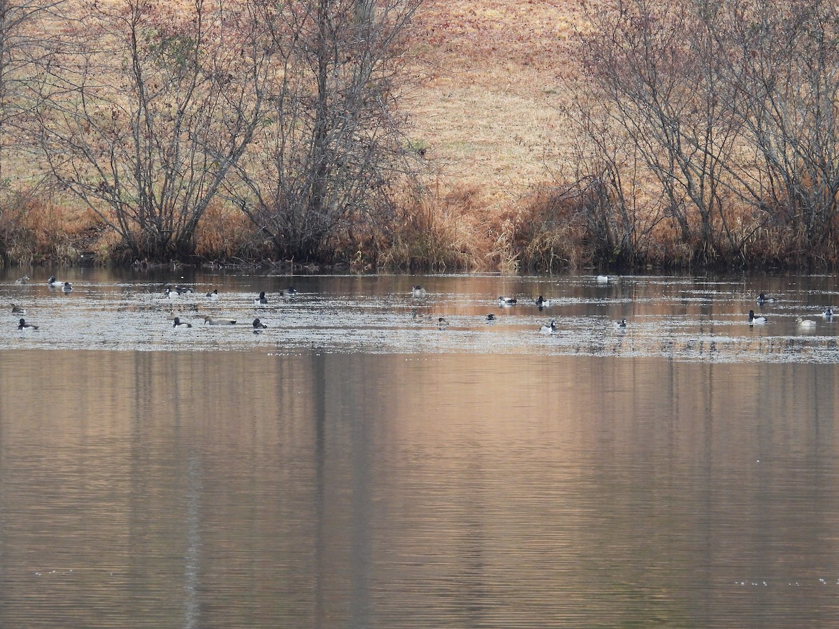 Ring-necked Duck - ML646260259