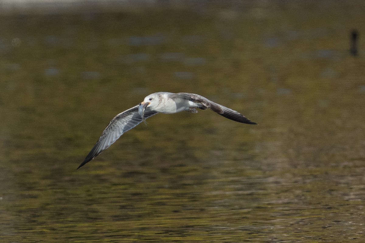 Ring-billed Gull - ML646260260