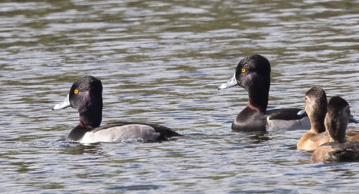 Moretta dal collare - ML646260262