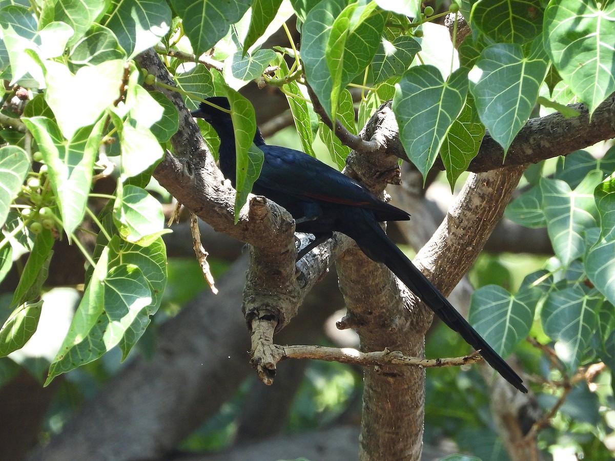 Bristle-crowned Starling - ML646260263