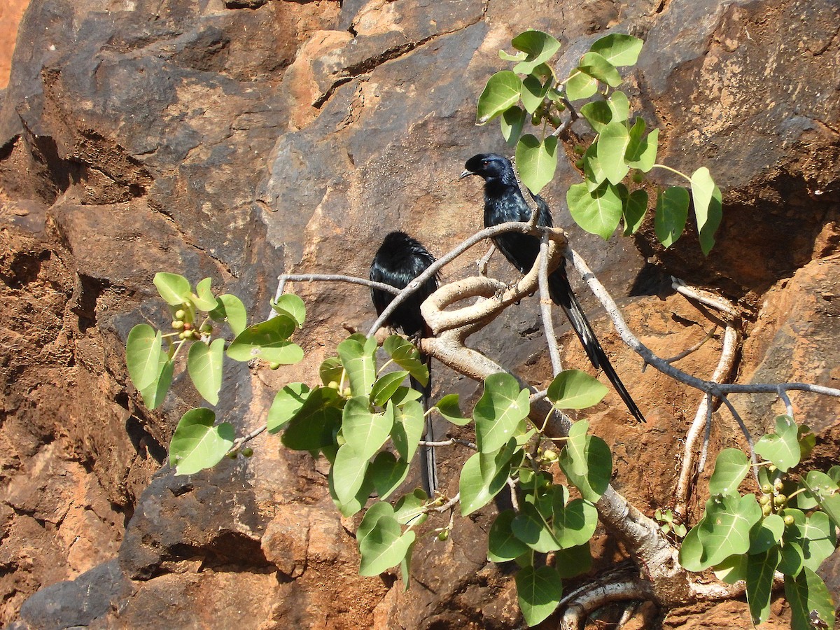 Bristle-crowned Starling - ML646260264