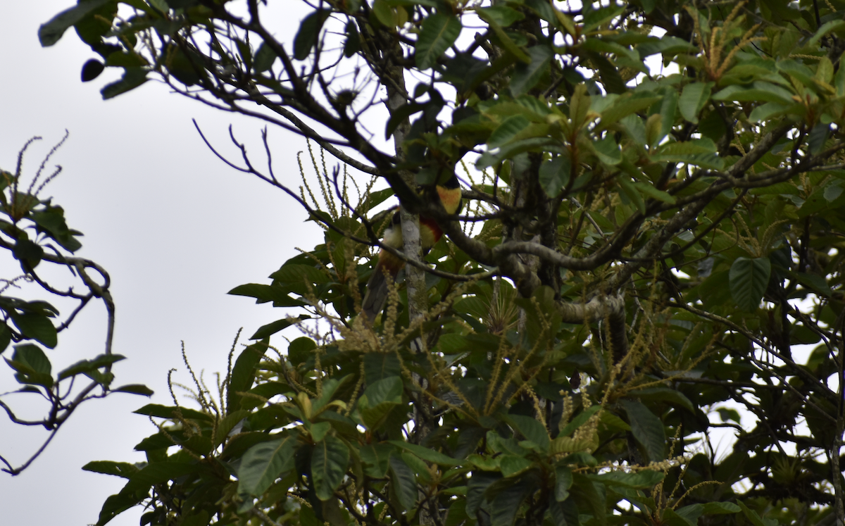 Chestnut-eared Aracari - ML646260266