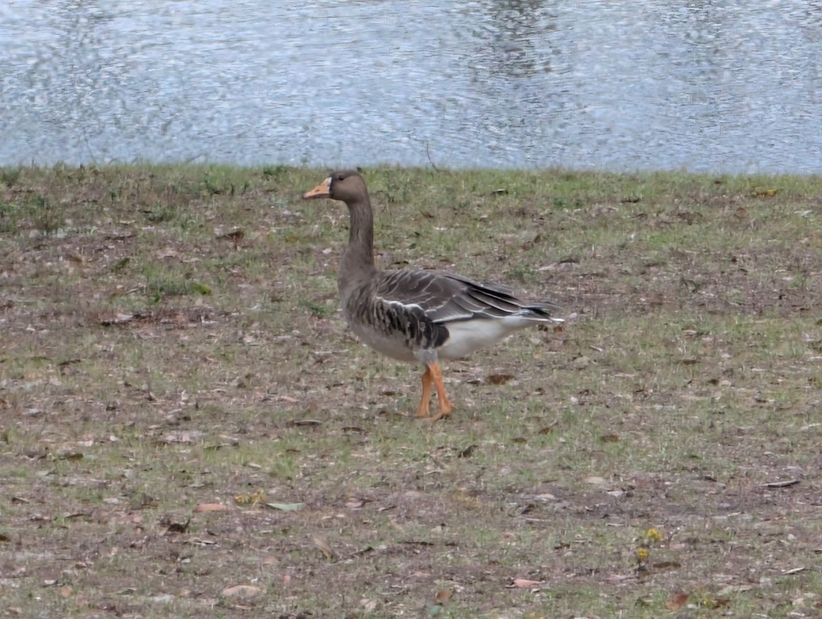 Greater White-fronted Goose - ML646260267