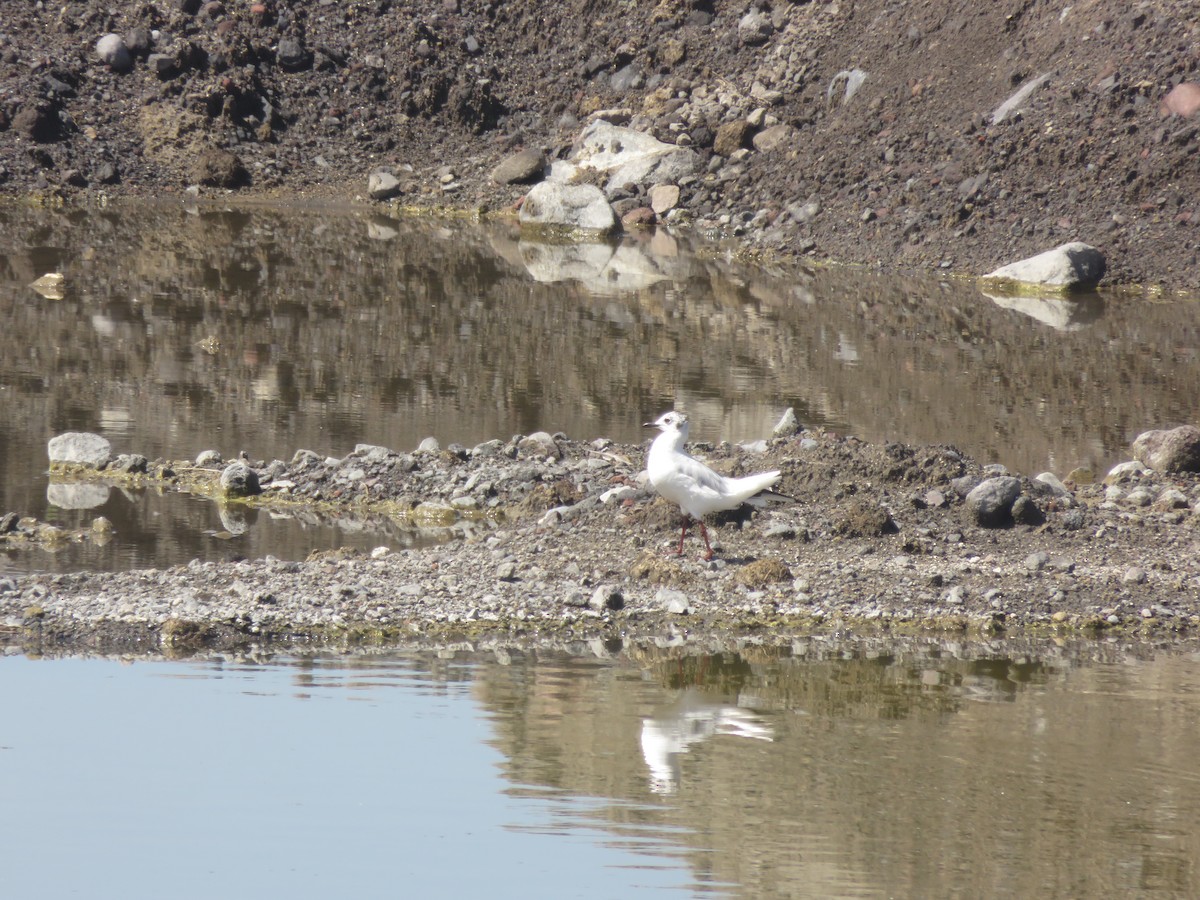 Mouette des Andes - ML646260274