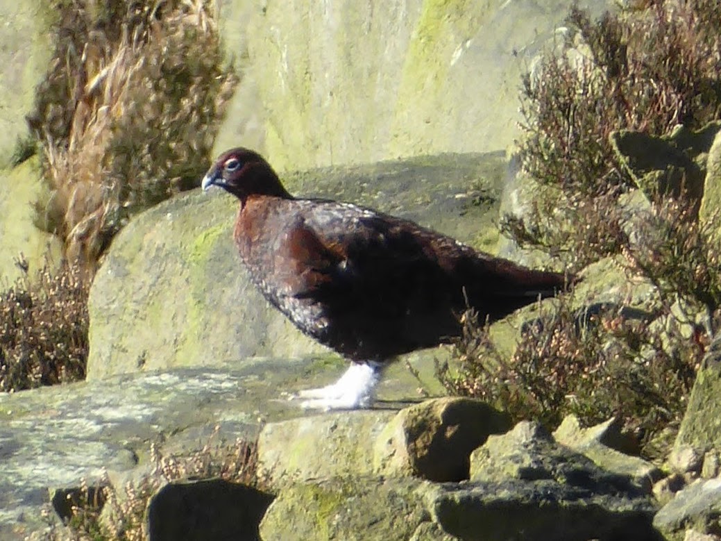 שכווי סקוטי - ML646260275