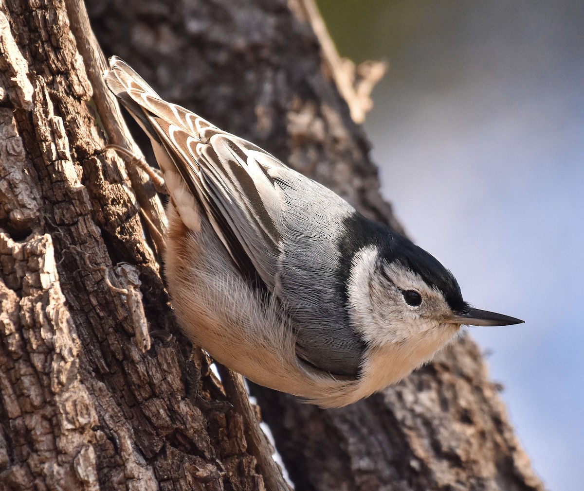 White-breasted Nuthatch - ML646260276
