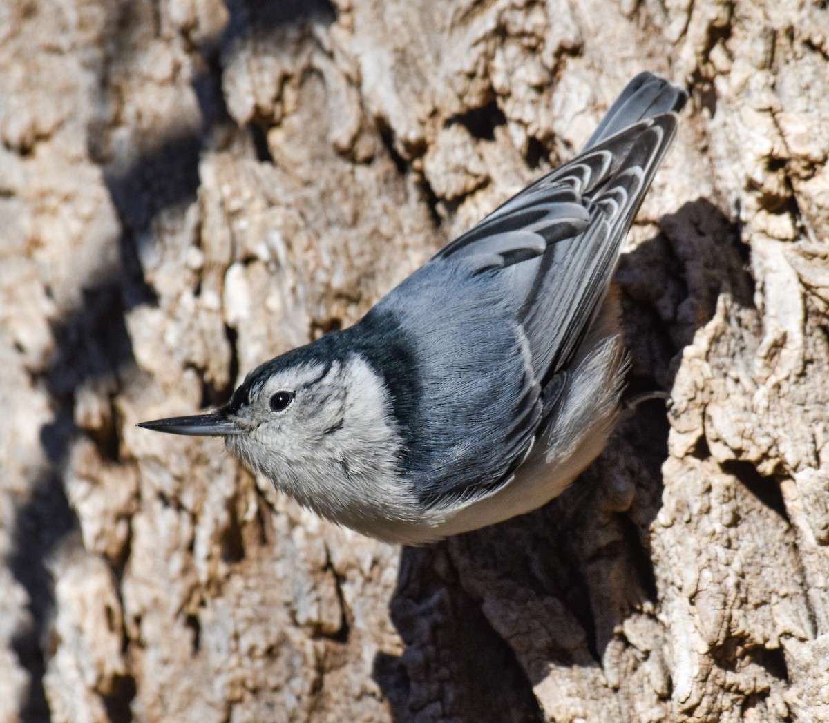 White-breasted Nuthatch - ML646260277