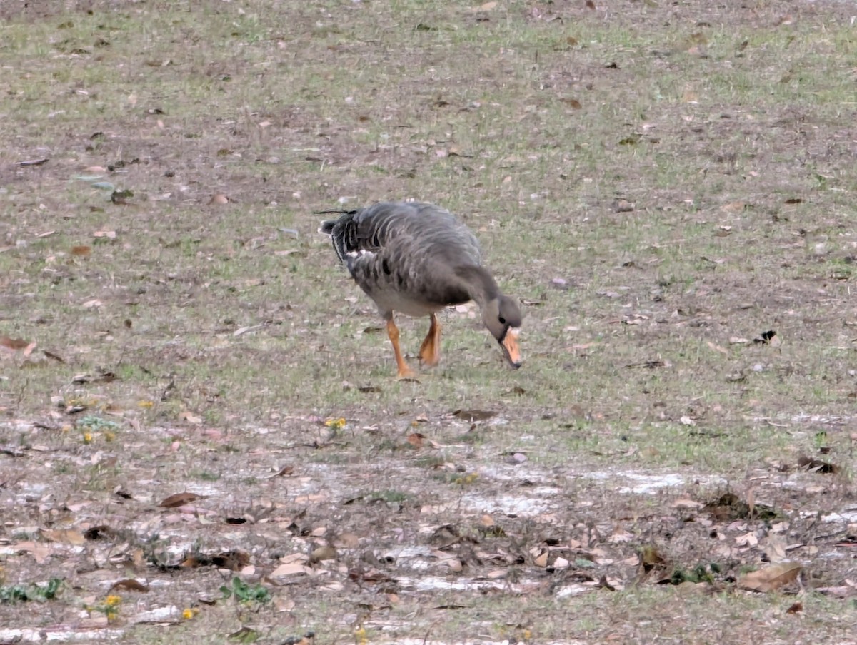Greater White-fronted Goose - ML646260278
