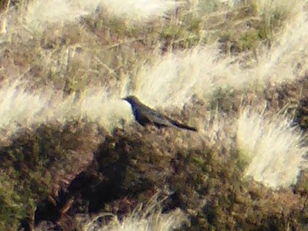 קיכלי סהרון - ML646260284