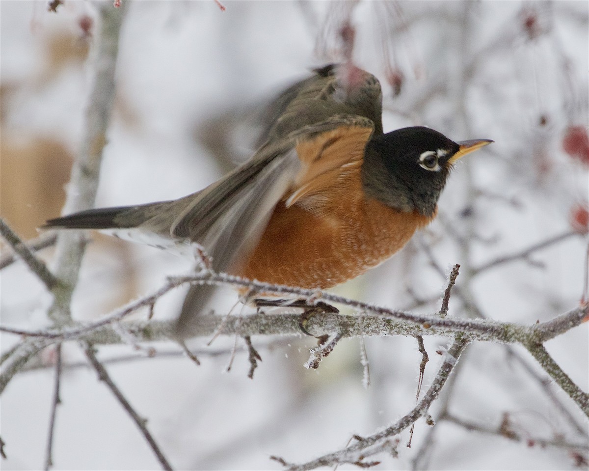 American Robin - ML646260287