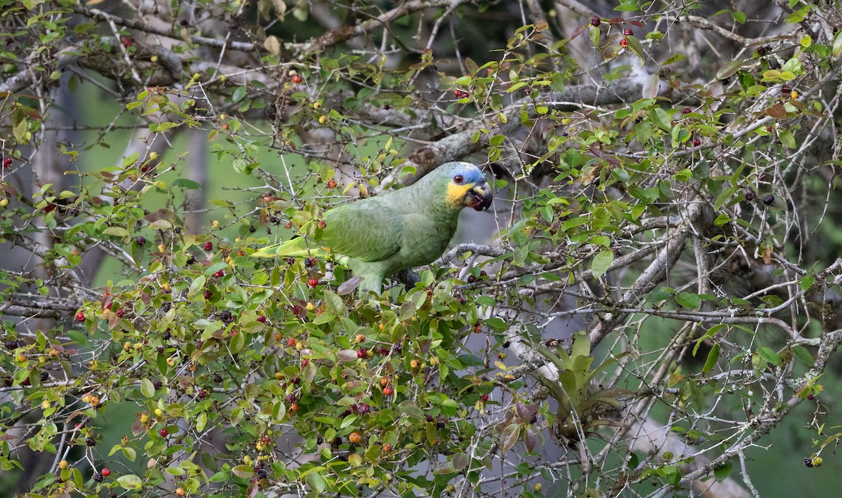Orange-winged Amazon - ML646260296
