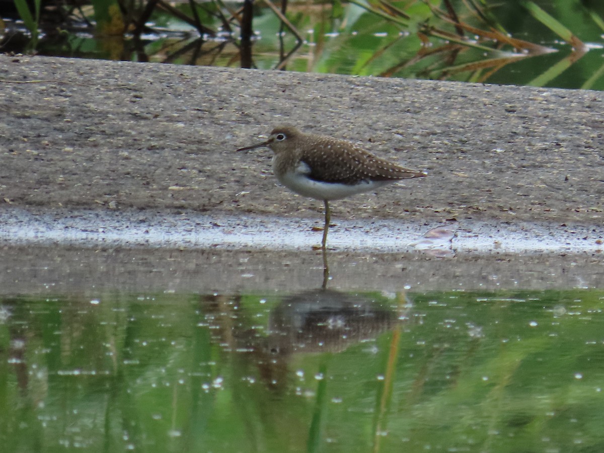 Solitary Sandpiper - ML646260302