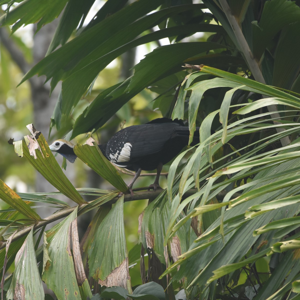 Blue-throated Piping-Guan - ML646260304