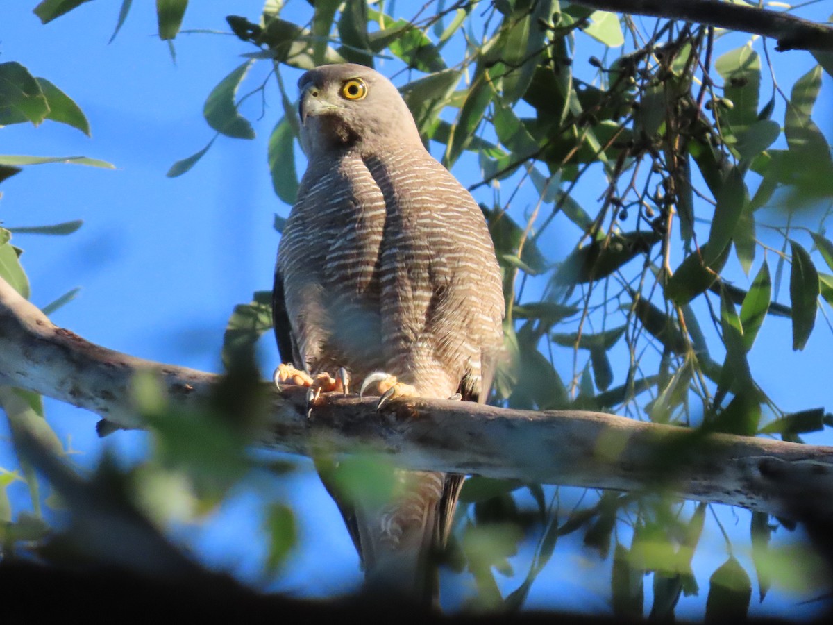 Brown Goshawk - ML646260306