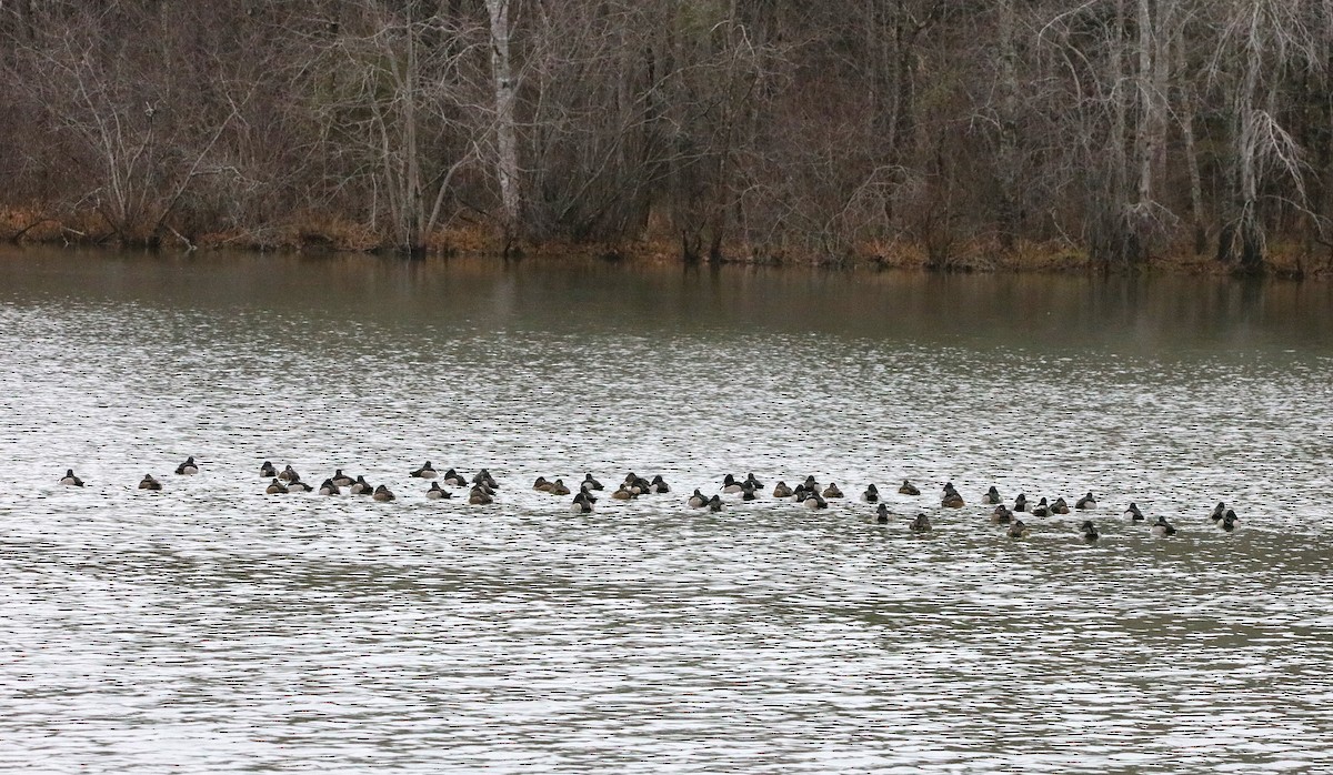 Ring-necked Duck - ML646260307