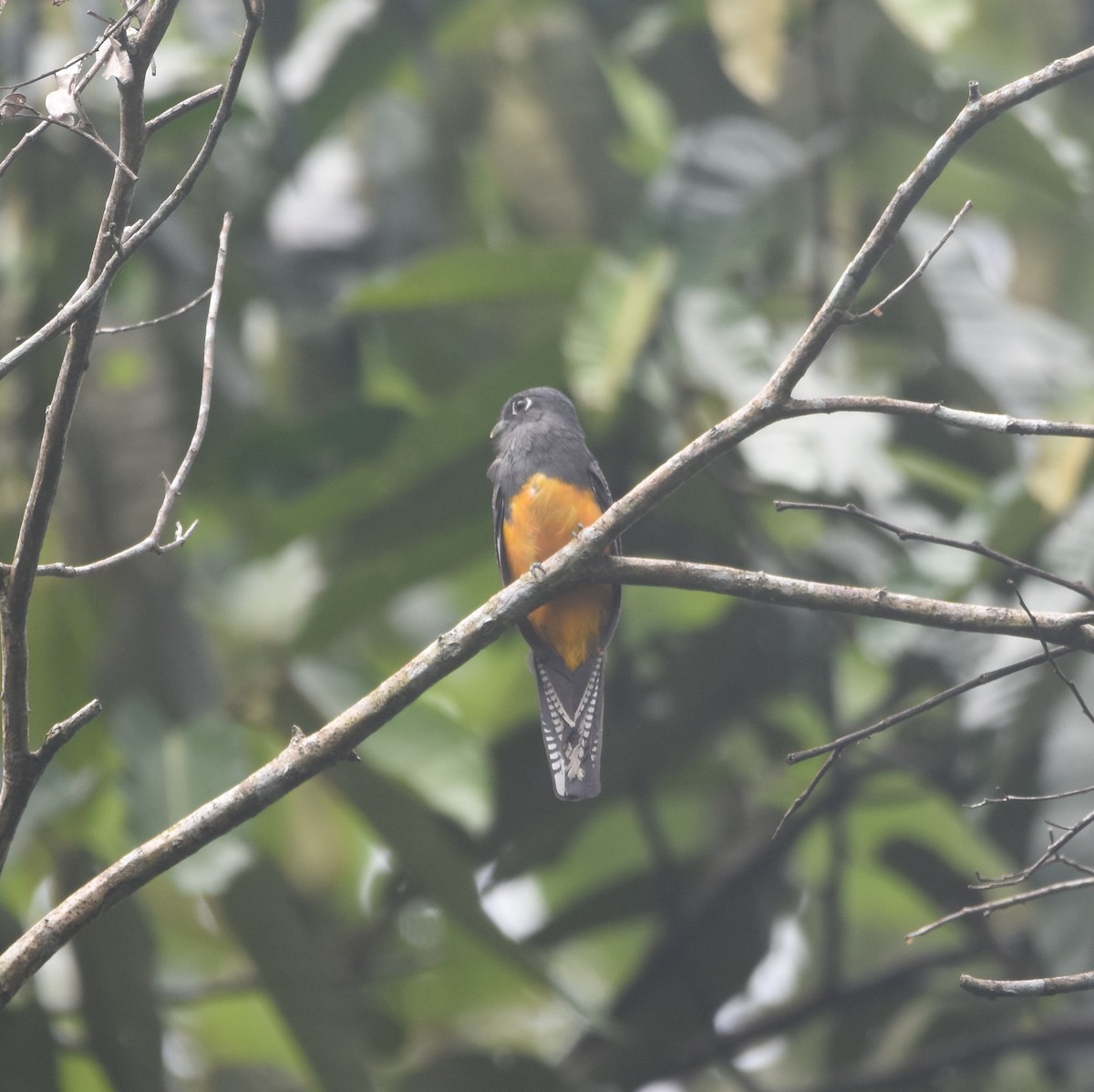 Green-backed Trogon - ML646260308