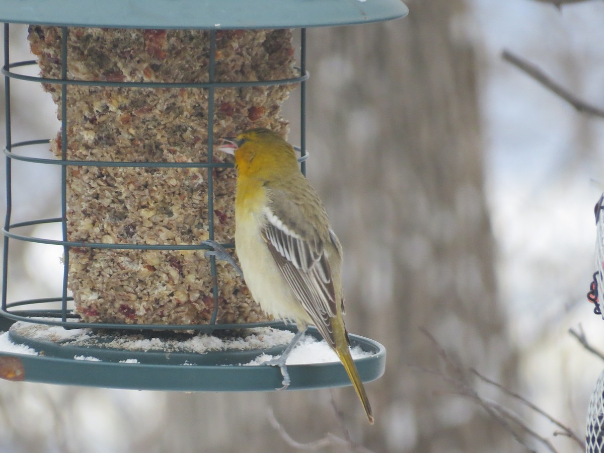 Bullock's Oriole - ML646260310